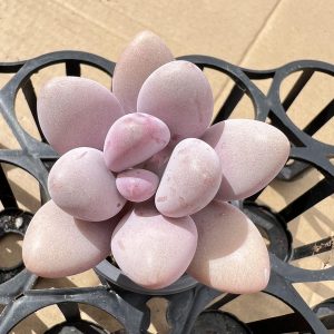 2‘’Rare Succulent Echeveria Graptopetalum Amethystinum， 1 Live Mini Succulent Plant Fully Rooted in 2 inch Starter Pot with Soil Mix. Real House Plant for Indoor Outdoor Home. for Office Wedding Decoration DIY Projects Party Favor Gift.