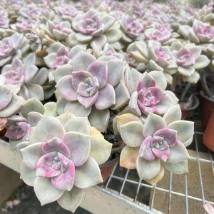 Graptopetalum 'Purple-Delight'/ 'Snow-White' 5 Heads or more，Cluster 12cm Pot Real House Plant for Indoor Outdoor Home. for Office Wedding Decoration DIY Projects Party Favor Gift. Bare Roots Delivery  Ideal for landscaping, gardens 5 heads or more..