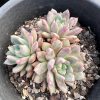 A Trio of Crimson Beauty:  Echeveria Blood Swallow's 3 Heads Reside in a 6-Inch Pot  Bare Roots Delivery Ideal for landscaping, gardens