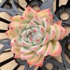 Echeveria AK Maria,1 Live Mini Succulent Plant Fully Rooted in 2 inch Starter Pot with Soil Mix. Real House Plant for Indoor Outdoor Home. for Office Wedding Decoration DIY Projects Party Favor Gift.