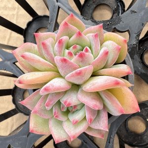 2‘’Echeveria AK Maria，2 Heads 5cm Pot，Live Succulent