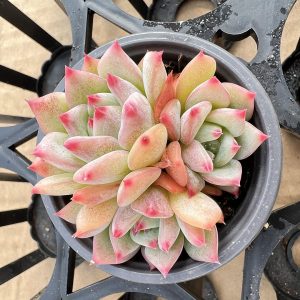 Echeveria AK Maria，2‘’3 heads 5cm Pot，Mini House Plant