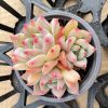 2‘’Echeveria AK Maria，3 Heads 5cm Pot，Live Succulent