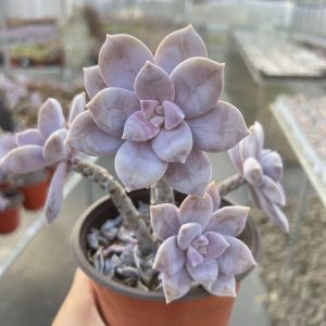 Bare Roots Delivery Ideal for landscaping, gardens  Graptopetalum pentandrum ssp.superbum， 4.75‘’Cluster Rare Succulent Rare Succulent Echeveria  Real House Plant for Indoor Outdoor Home. for Office Wedding Decoration DIY Projects Party Favor Gift.