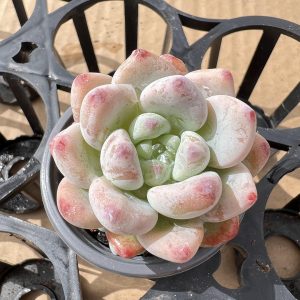 Echeveria Sedum Clavatum，2 Heads 5cm Pot，Scented Succulents 1 Live Mini Succulent Plant Fully Rooted in 2 inch Starter Pot with Soil Mix. Real House Plant for Indoor Outdoor Home. for Office Wedding Decoration DIY Projects Party Favor Gift.