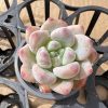 1 Live Mini Succulent Plant Fully Rooted in 2 inch Starter Pot with Soil Mix. Real House Plant for Indoor Outdoor Home. for Office Wedding Decoration DIY Projects Party Favor Gift.