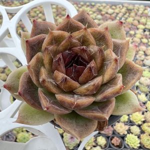 Special vein lines Echeveria Dark striped Amethyst，Single head 5cm Pot 1 Live Mini Succulent Plant Fully Rooted in 2 inch Starter Pot with Soil Mix. Real House Plant for Indoor Outdoor Home. for Office Wedding Decoration DIY Projects Party Favor Gift.