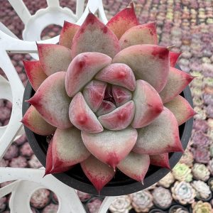 Echeveria Colorata f. Tapalpa(genuine)， 2‘’Single head 5cm Pot 2‘’Rare Succulent Echeveria 1 Live Mini Succulent Plant Fully Rooted in 2 inch Starter Pot with Soil Mix. Real House Plant for Indoor Outdoor Home. for Office Wedding Decoration DIY Projects Party Favor Gift.