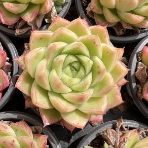 Echeveria 'Queen's Rose'， Small Cluster 5cm Pot 2" Rare Succulent Echeveria  1 Live Mini Succulent Plant Fully Rooted in 2 inch Starter Pot with Soil Mix. Real House Plant for Indoor Outdoor Home. for Office Wedding Decoration DIY Projects Party Favor Gift.