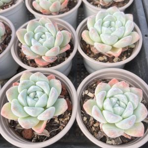 Echeveria Ice Green， 3.5‘’Single head 9cm Pot Live Mini Succulent Plant Bare Roots Delivery Ideal for landscaping, gardens. Real House Plant for Indoor Outdoor Home. for Office Wedding Decoration DIY Projects Party Favor Gift.