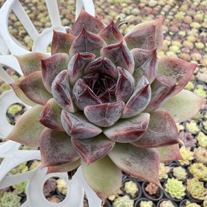 Echeveria Amethyst，Single head 5cm Pot Live Succulent，Mini House Plant 1 Live Mini Succulent Plant Fully Rooted in 2 inch Starter Pot with Soil Mix. Real House Plant for Indoor Outdoor Home. for Office Wedding Decoration DIY Projects Party Favor Gift.