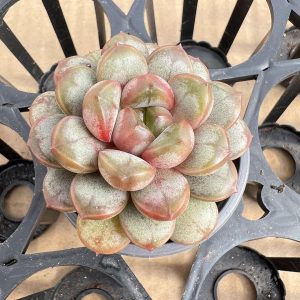 2‘’Rare Succulent Echeveria grape， Single head 5cm Pot  1 Live Mini Succulent Plant Fully Rooted in 2 inch Starter Pot with Soil Mix.  Real House Plant for Indoor Outdoor Home.  for Office Wedding Decoration DIY Projects Party Favor Gift.