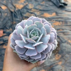 Singular Splendor:  Echeveria Luna Stands Alone in a 4.75-Inch Pot  Rare Succulent Echeveria Bare Roots Delivery Ideal for landscaping, gardens