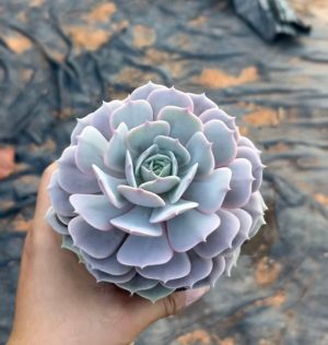 Singular Splendor:  Echeveria Luna Stands Alone in a 4.75-Inch Pot  Rare Succulent Echeveria Bare Roots Delivery Ideal for landscaping, gardens