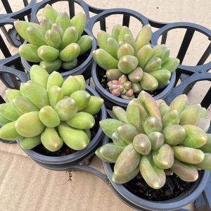 Pachyphytum Compactum， 2‘’Single head 5cm Pot Live Mini Succulent Plant 1 Live Mini Succulent Plant Fully Rooted in 2 inch Starter Pot with Soil Mix. Real House Plant for Indoor Outdoor Home. for Office Wedding Decoration DIY Projects Party Favor Gift.