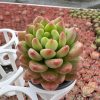 Unveiling Serenity: Echeveria Shangri-La,  a Single Head Flourishing in a 2-Inch Pot  1 Live Mini Succulent Plant Fully Rooted  in 2 inch Starter Pot with Soil Mix.  Real House Plant for Indoor Outdoor Home.  for Office Wedding Decoration DIY Projects Party Favor Gift.