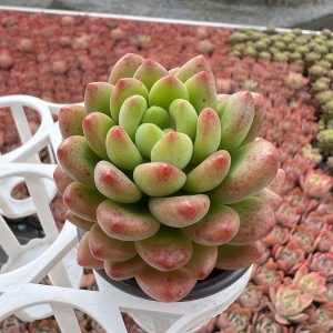 Unveiling Serenity: Echeveria Shangri-La,  a Single Head Flourishing in a 2-Inch Pot  1 Live Mini Succulent Plant Fully Rooted  in 2 inch Starter Pot with Soil Mix.  Real House Plant for Indoor Outdoor Home.  for Office Wedding Decoration DIY Projects Party Favor Gift.