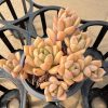 Charming Miniature Cluster:  Lively Echeveria Sedeveria 'Markus' Thrives in a 2-Inch Pot 1 Live Mini Succulent Plant Fully Rooted in 2 inch Starter Pot with Soil Mix.  Real House Plant for Indoor Outdoor Home.  for Office Wedding Decoration DIY Projects Party Favor Gift.