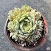 4.75‘’Shining Planet Echeveria Ben Badis，  Star Cluster 12cm Pot  Bare Roots Delivery Ideal  for landscaping, gardens Real House Plant  for Indoor Outdoor Home.  for Office Wedding Decoration DIY Projects Party Favor Gift.