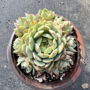 4.75‘’Shining Planet Echeveria Ben Badis，  3 Heads 12cm Pot  Bare Roots Delivery Ideal  for landscaping, gardens Real House Plant  for Indoor Outdoor Home.  for Office Wedding Decoration DIY Projects Party Favor Gift.