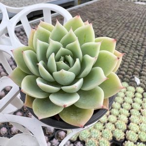 ive Mini Echeveria Pansy，2‘’Single head Live Succulent, 1 LSucculent Plant Fully Rooted in 2 inch Starter Pot with Soil Mix. Real House Plant for Indoor Outdoor Home. for Office Wedding Decoration DIY Projects Party Favor Gift.