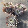 A Touch of Royalty:  Echeveria Hera's Single Head Gracing a Generous 4.75-Inch  Rare Succulent Echeveria  Bare Roots Delivery Ideal for landscaping, gardens