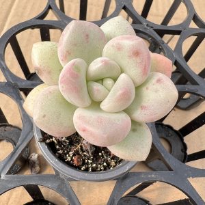 2‘’Rare Succulent Echeveria Bubble Gum，Single head 5cm Pot 1 Live Mini Succulent Plant Fully Rooted in 2 inch Starter Pot with Soil Mix. Real House Plant for Indoor Outdoor Home. for Office Wedding Decoration DIY Projects Party Favor Gift.