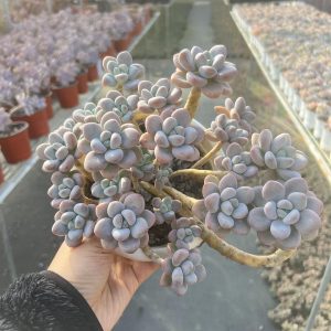 A Harmony of Succulents:  Echeveria Adromischus Cooperi Cluster, 9-Inch Pot  Bare Roots Delivery Ideal for landscaping, gardens 20-25cm or more..