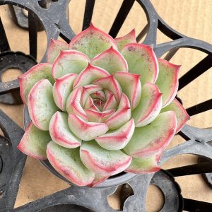 Echeveria Moon Goddess，  Single head 5cm Pot Unique Gift, Hand Selected  1 Live Mini Succulent Plant Fully Rooted in 2 inch Starter Pot with Soil Mix.  Real House Plant for Indoor Outdoor Home.  for Office Wedding Decoration DIY Projects Party Favor Gift.