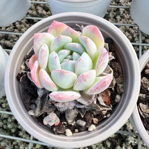 Echeveria All Star，3.5‘’Single head Live Mini Succulent Plant Ships with potting soil ，Ideal for landscaping, gardens Real House Plant for Indoor Outdoor Home. for Office Wedding Decoration DIY Projects Party Favor Gift.