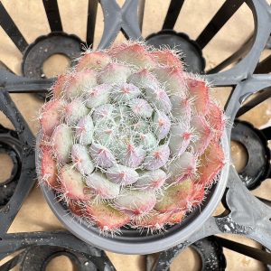 Echeveria Setosa var. minor:  Singular Beauty in a Petite 2-Inch Pot  1 Live Mini Succulent Plant Fully Rooted in 2 inch Starter Pot with Soil Mix.  Real House Plant for Indoor Outdoor Home.  or Office Wedding Decoration DIY Projects Party Favor Gift.