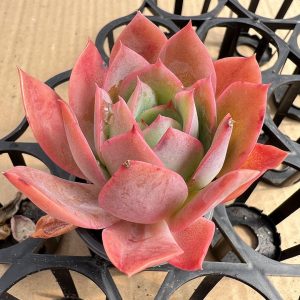 Echeveria Luella， Single head 5cm Pot 2‘’Mini House Plant  1 Live Mini Succulent Plant Fully Rooted in 2 inch Starter Pot with Soil Mix.  Real House Plant for Indoor Outdoor Home.  for Office Wedding Decoration DIY Projects Party Favor Gift.