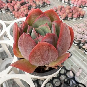 Echeveria Luella， Single head 5cm Pot 2‘’Mini House Plant  1 Live Mini Succulent Plant Fully Rooted in 2 inch Starter Pot with Soil Mix.  Real House Plant for Indoor Outdoor Home.  for Office Wedding Decoration DIY Projects Party Favor Gift.