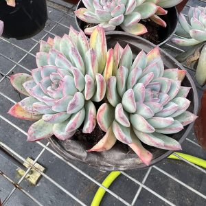 Echeveria Cherry，  2 Heads 12cm Pot Unique Gift, Hand Selected  Real House Plant for Indoor Outdoor Home.  for Office Wedding Decoration DIY Projects Party Favor Gift.  Bare Roots Delivery Ideal for landscaping, gardens